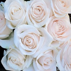 Meet your Posher, Perla